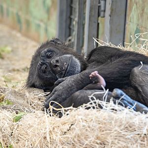 Chimpanzee 'Hannah' with infant 'Happy'