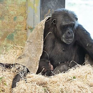 Chimpanzee 'Hannah' with infant 'Happy'