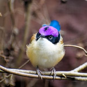 Purple-crowned Fairywren