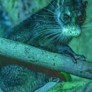 Otter civet (Cynogale bennettii)