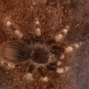 Nhandu colorratovillosus