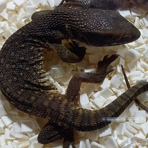 Bosc's monitor - Varanus exanthematicus - Juvenile