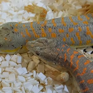 Schneider's skinks - Eumeces schneideri