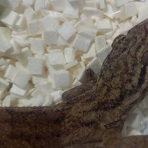 Velvet gecko - Blaesodactylus sakalava