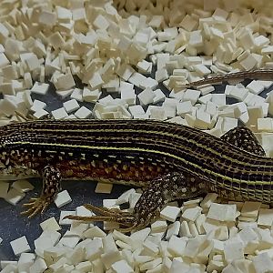 Ornate girdled lizard - Zonosaurus ornatus