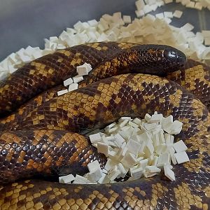 Calabar python - Calabaria reinhardtii