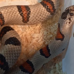 Lampropeltis mexicana thayeri