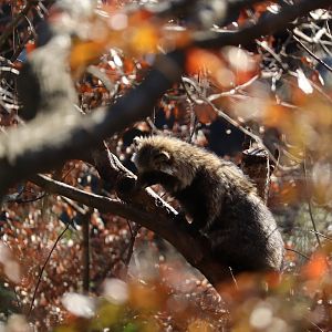 Raccoon dog up a tree