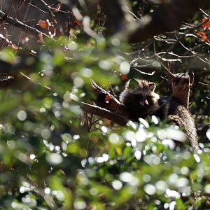 Raccoon dog up a tree