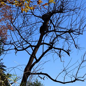 Raccoon dog up a tree