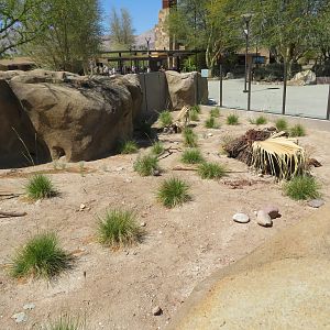 Dwarf Mongoose Exhibit