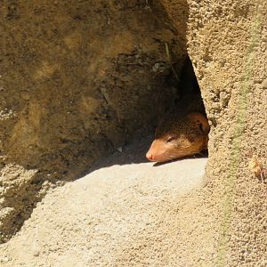 Dwarf Mongoose