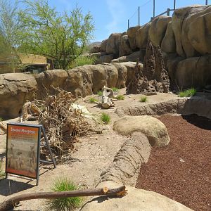Banded Mongoose Exhibit