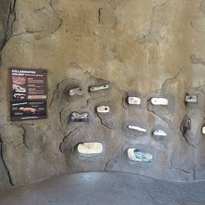 Naked Mole Rat Colony