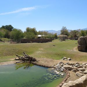 Black Rhino Savanna 1
