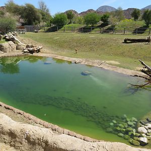 Black Rhino Savanna 1