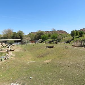 Black Rhino Savanna 1