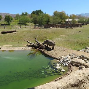 Black Rhino Savanna 1