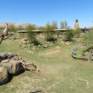 Black Rhino Savanna 2