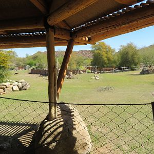 Black Rhino Savanna from Hut