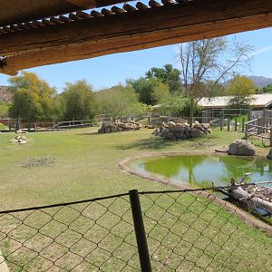 Black Rhino Savanna from Hut