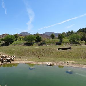 Black Rhino Savanna 1