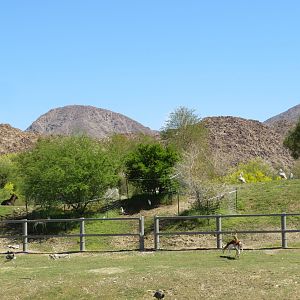 Rhino Savanna - Rhinoless Area