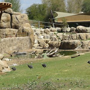 Helmeted Guineafowl Flock