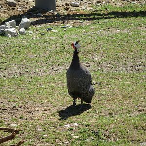 Helmeted Guineafowl