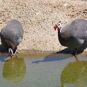 Helmeted Guineafowls