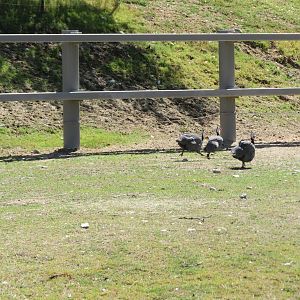 Racing Guineafowl