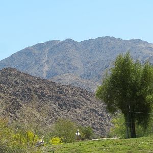 Pelican with Scenic Backdrop