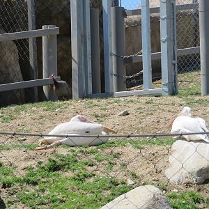 Great White Pelicans
