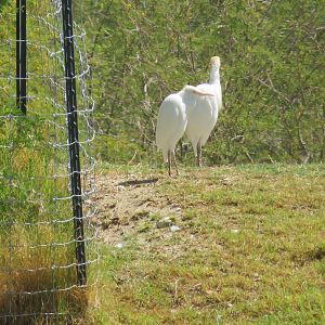 Cattle Egrets
