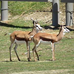Springbok