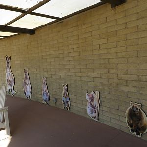 Kangaroo Size Comparison