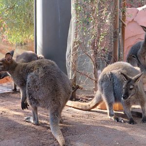 Red-necked Wallabies