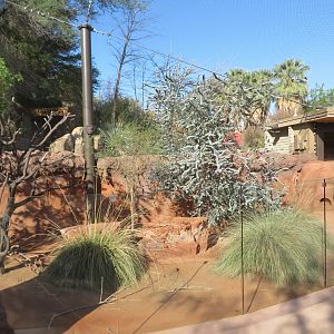 Brush-tailed Bettong Exhibit