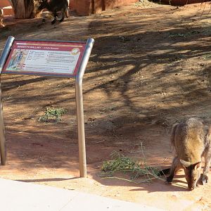 Bennett's Wallaby with Signage