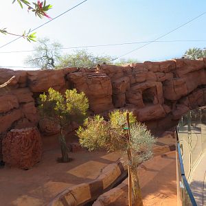 Rock Wallaby Exhibit