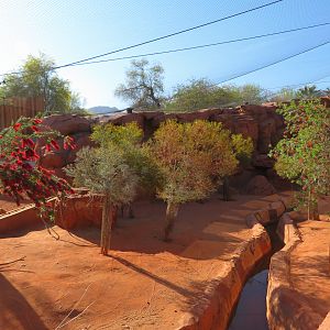 Rock Wallaby Exhibit