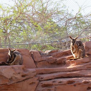 Yellow-footed Rock Wallabies