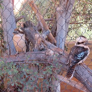 Laughing Kookaburras