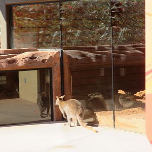 Wallaby Bueller's Day Off