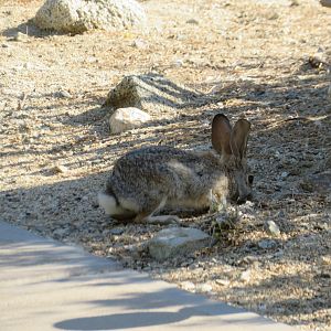 Desert Cottontail