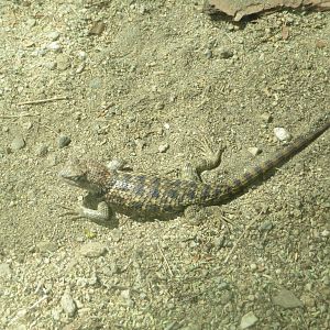 Desert Spiny Lizard