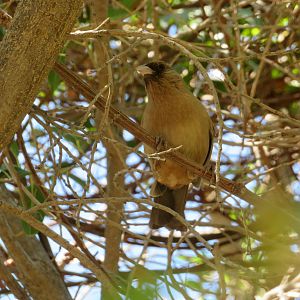 Abert's Towhee