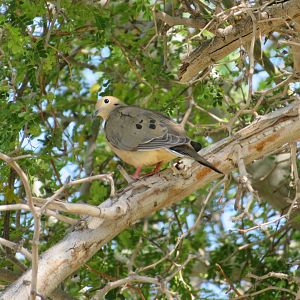 Mourning Dove