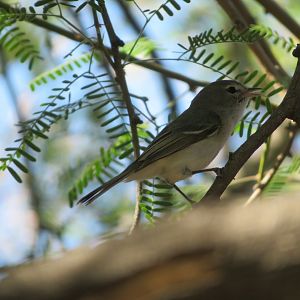 Least Bell's Vireo