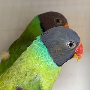 Grey-headed or Finsch's parakeet - Psittacula finschii